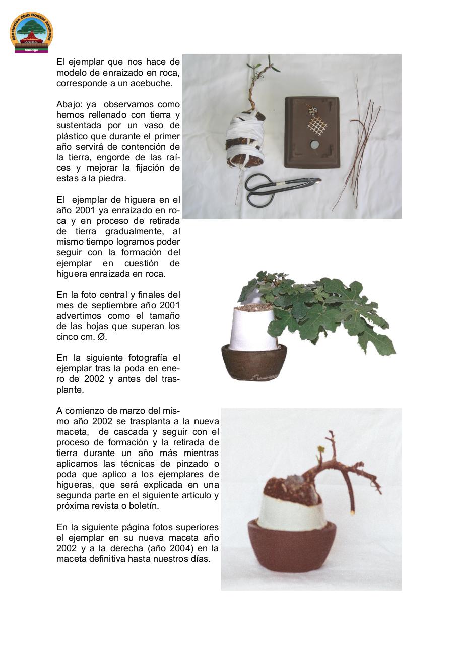 Vista previa del archivo PDF ficus-carica-bonsai.pdf