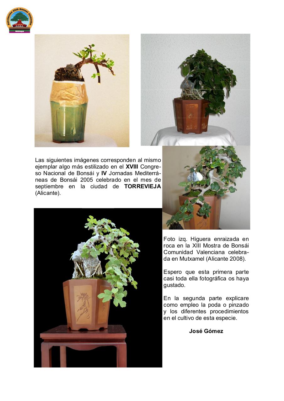 Vista previa del archivo PDF ficus-carica-bonsai.pdf