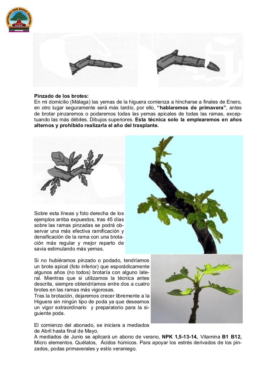 Vista previa del archivo PDF ficus-carica-bonsai.pdf