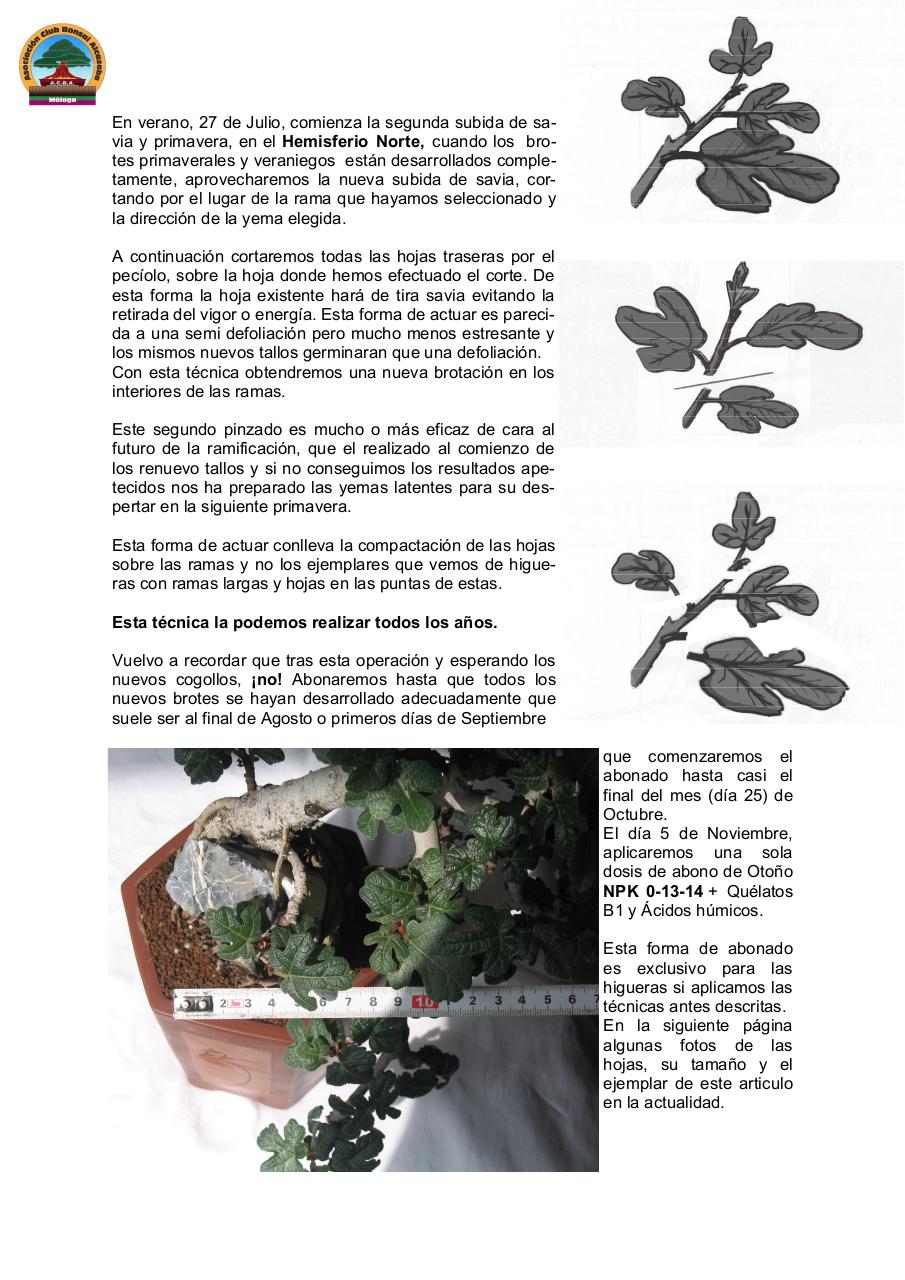 Vista previa del archivo PDF ficus-carica-bonsai.pdf