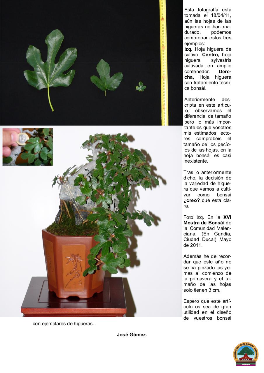 Vista previa del archivo PDF ficus-carica-bonsai.pdf