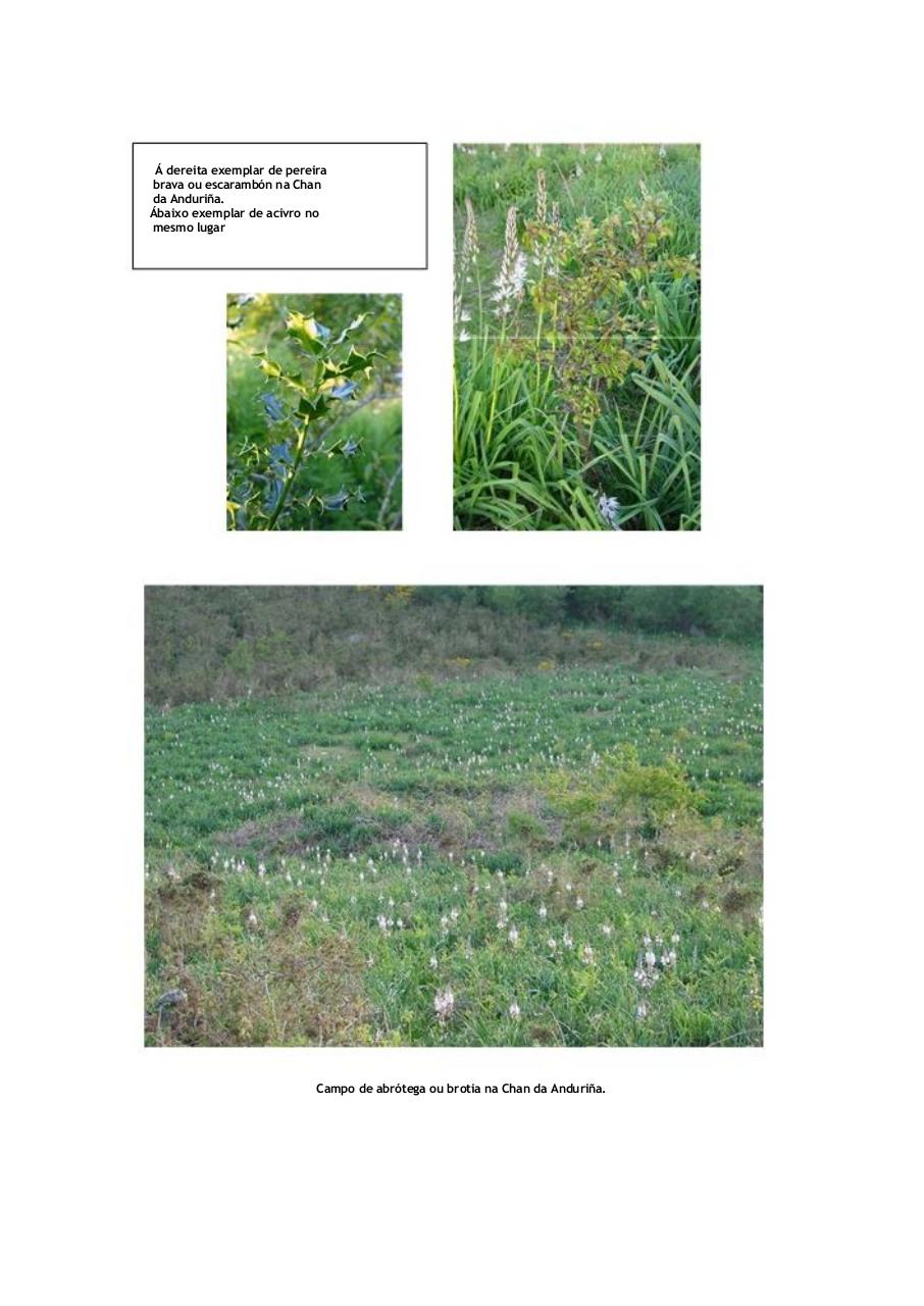 Vista previa del archivo PDF alegaci-n-completa-corrixida.pdf