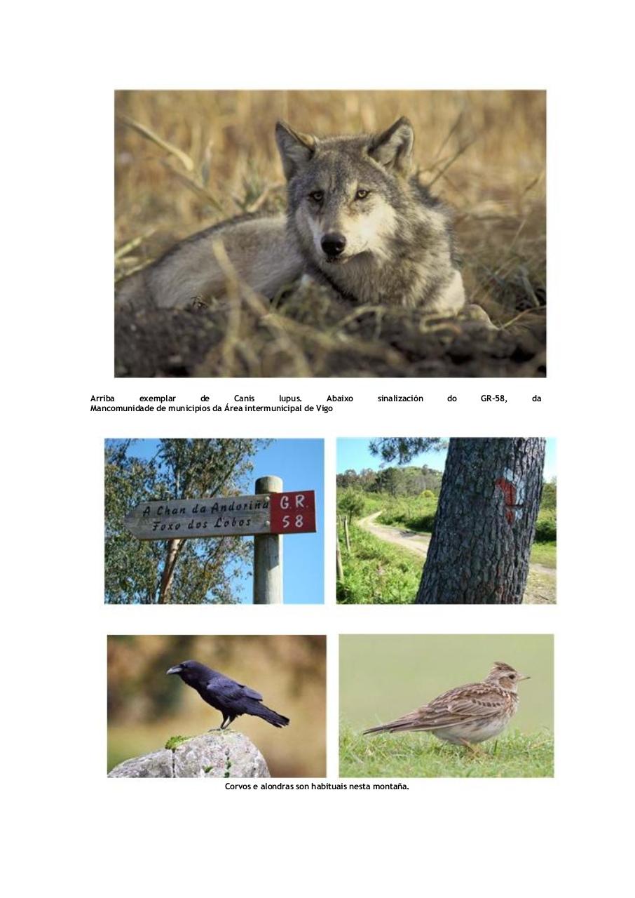 Vista previa del archivo PDF alegaci-n-completa-corrixida.pdf