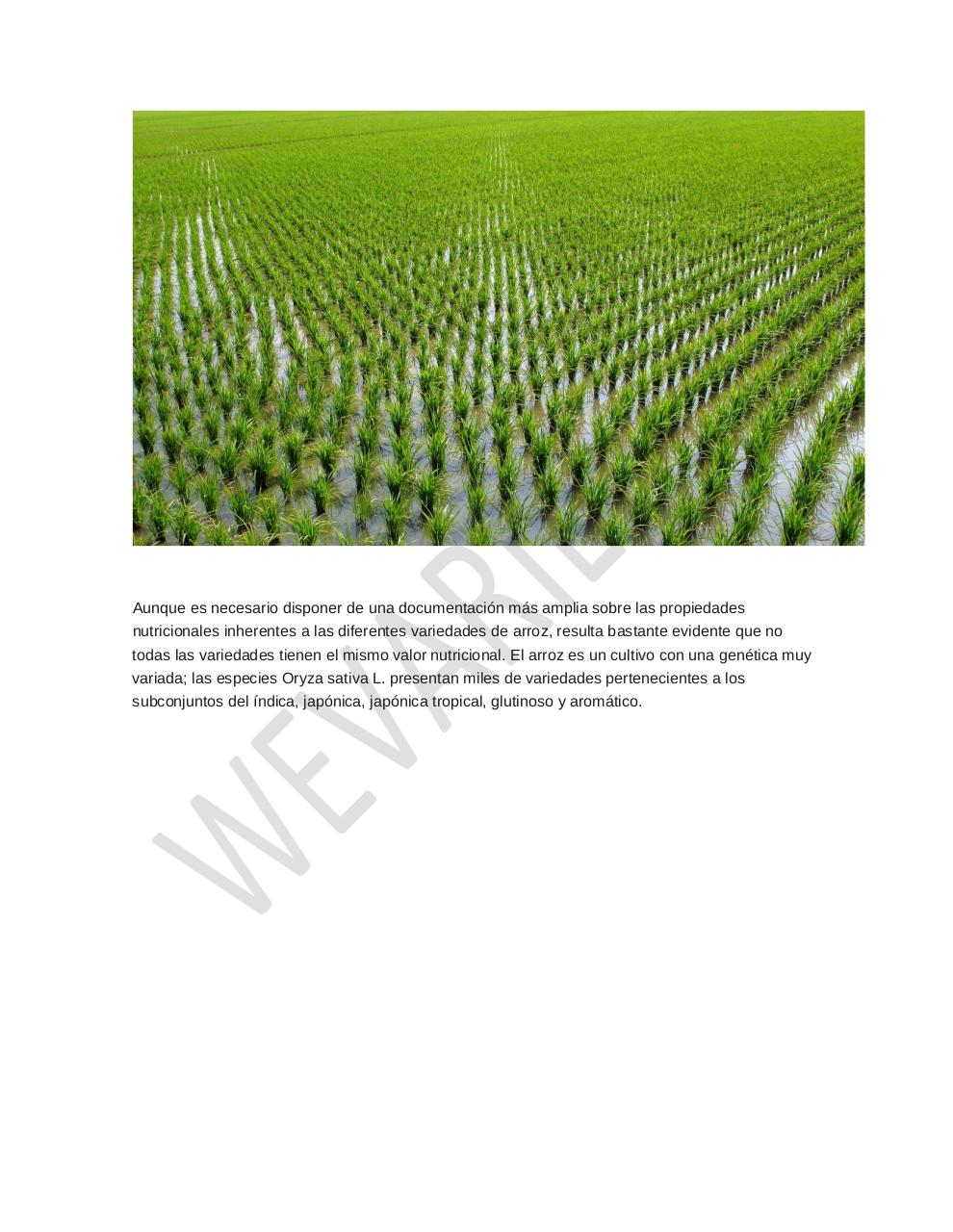 Vista previa del archivo PDF arroz-alimento-importante.pdf