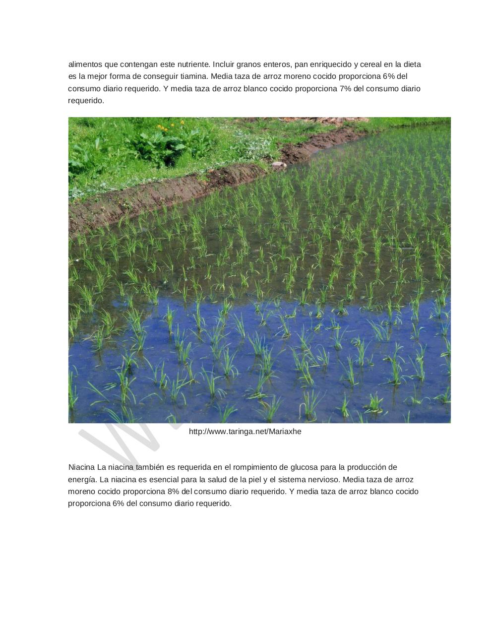 Vista previa del archivo PDF arroz-alimento-importante.pdf