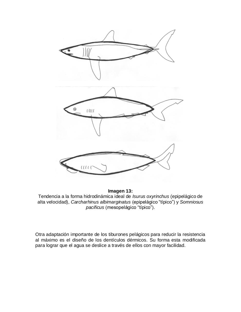 Vista previa del archivo PDF adaptaciones-morfologicas-de-los-tiburones-al-pielagos.pdf
