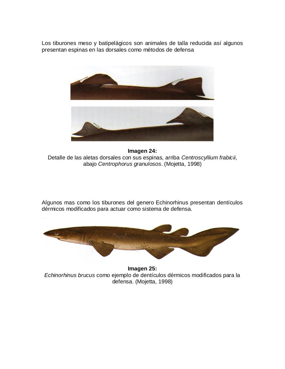 Vista previa del archivo PDF adaptaciones-morfologicas-de-los-tiburones-al-pielagos.pdf