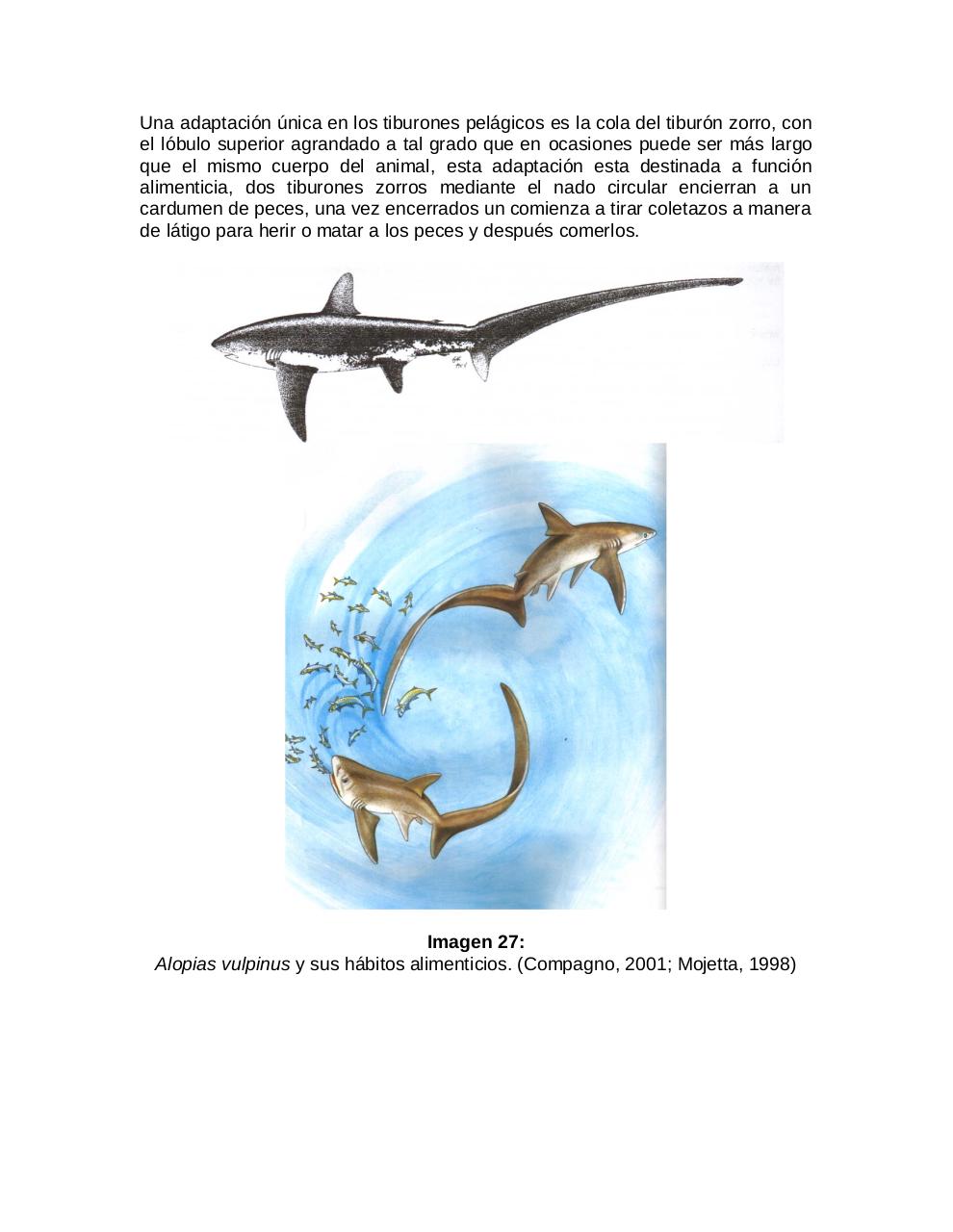 Vista previa del archivo PDF adaptaciones-morfologicas-de-los-tiburones-al-pielagos.pdf
