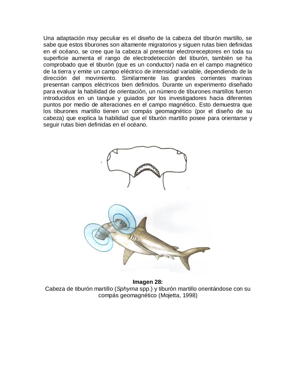 Vista previa del archivo PDF adaptaciones-morfologicas-de-los-tiburones-al-pielagos.pdf