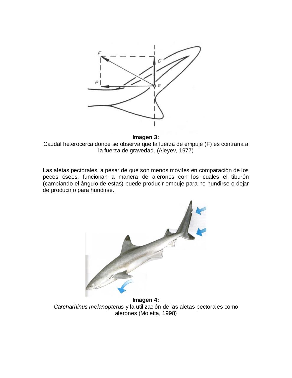 Vista previa del archivo PDF adaptaciones-morfologicas-de-los-tiburones-al-pielagos.pdf