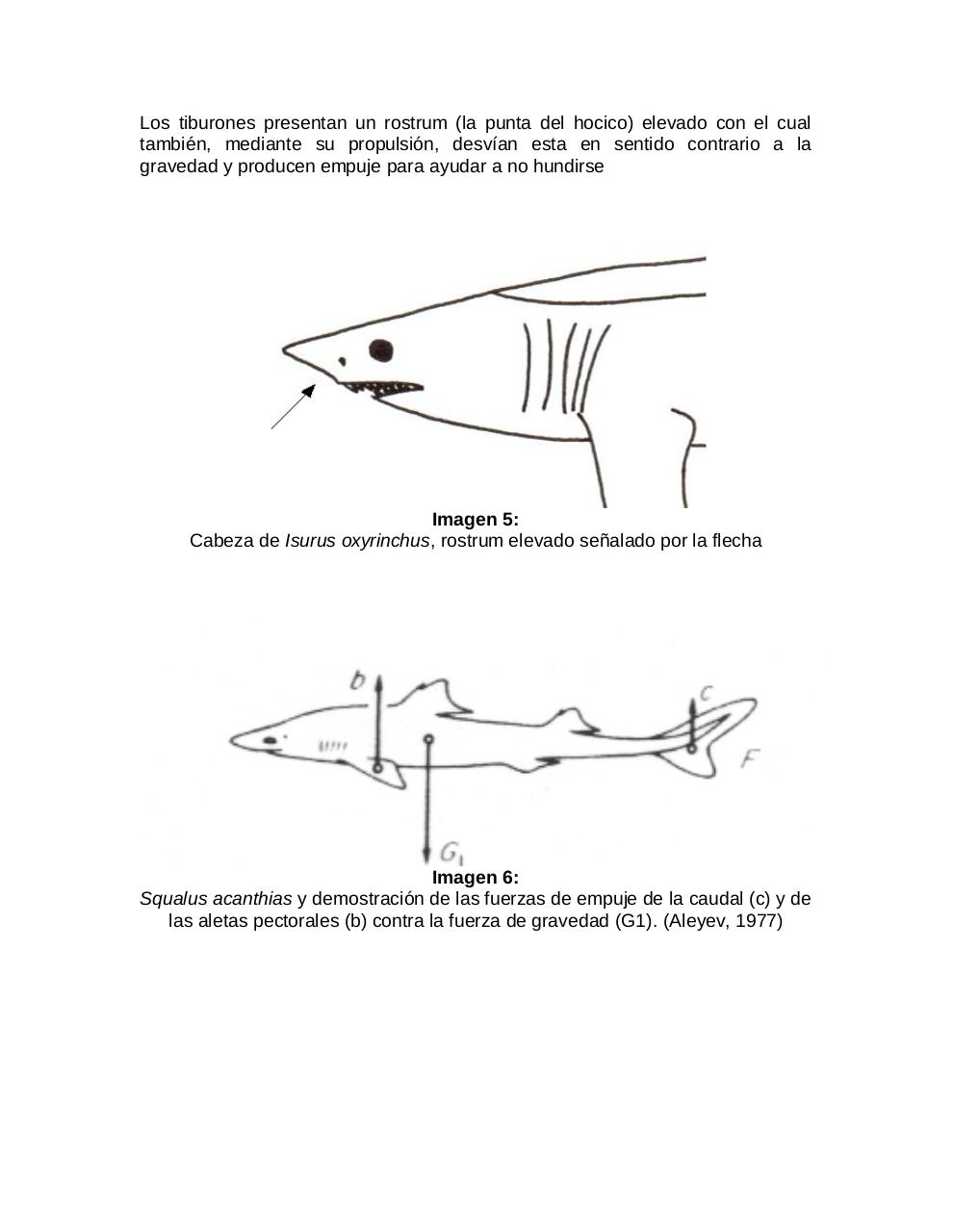 Vista previa del archivo PDF adaptaciones-morfologicas-de-los-tiburones-al-pielagos.pdf