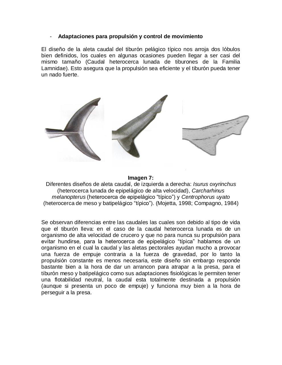 Vista previa del archivo PDF adaptaciones-morfologicas-de-los-tiburones-al-pielagos.pdf