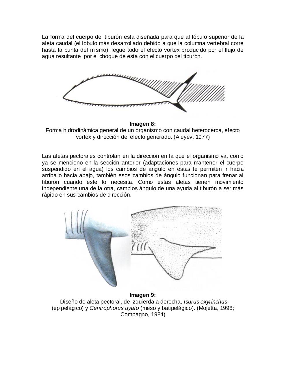 Vista previa del archivo PDF adaptaciones-morfologicas-de-los-tiburones-al-pielagos.pdf
