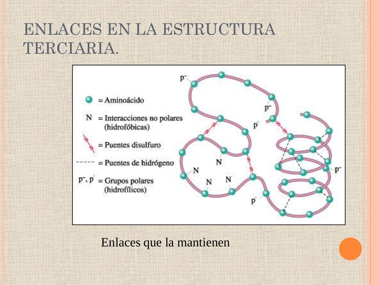 Vista previa del archivo PDF biologia-proteinas-pdf.pdf