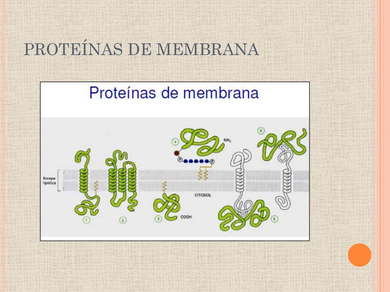 Vista previa del archivo PDF biologia-proteinas-pdf.pdf