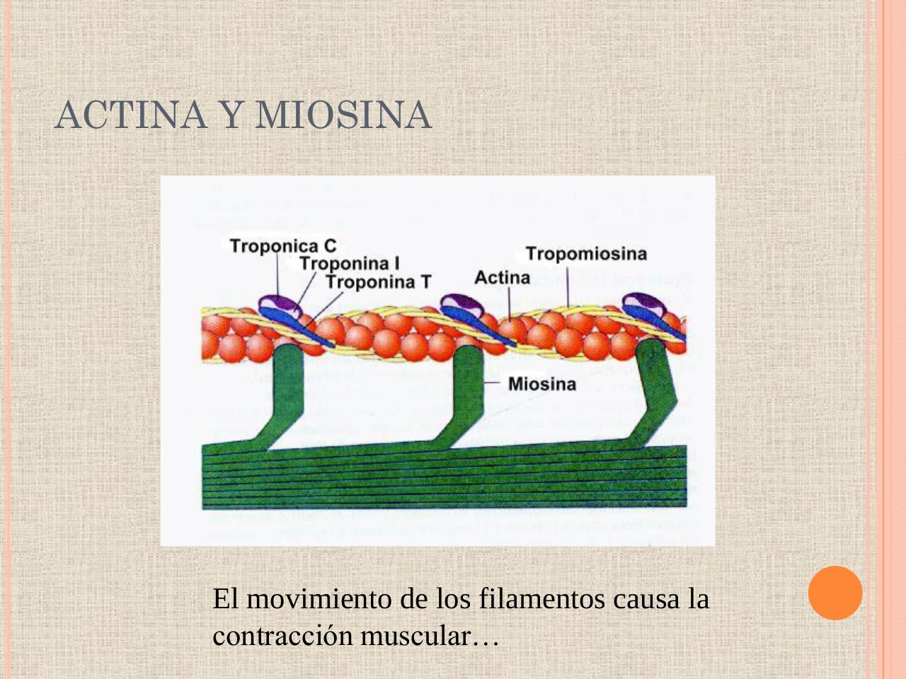 Vista previa del archivo PDF biologia-proteinas-pdf.pdf