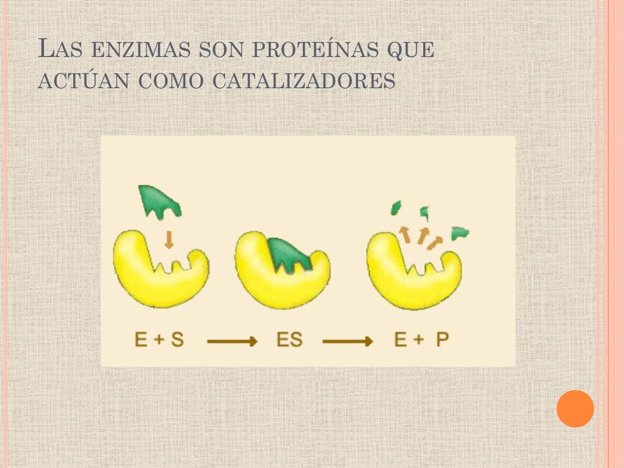 Vista previa del archivo PDF biologia-proteinas-pdf.pdf