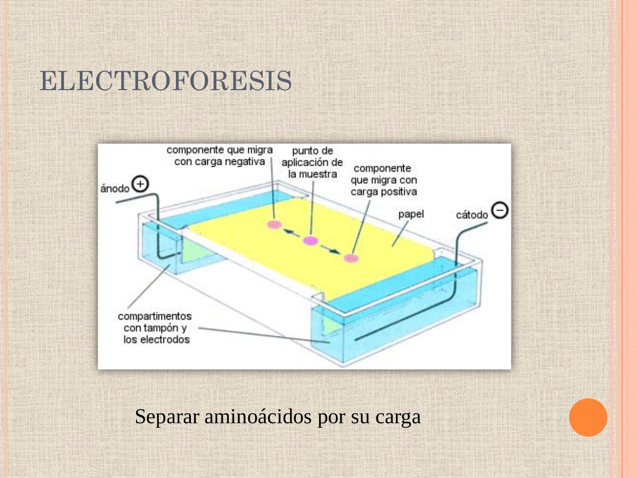 Vista previa del archivo PDF biologia-proteinas-pdf.pdf
