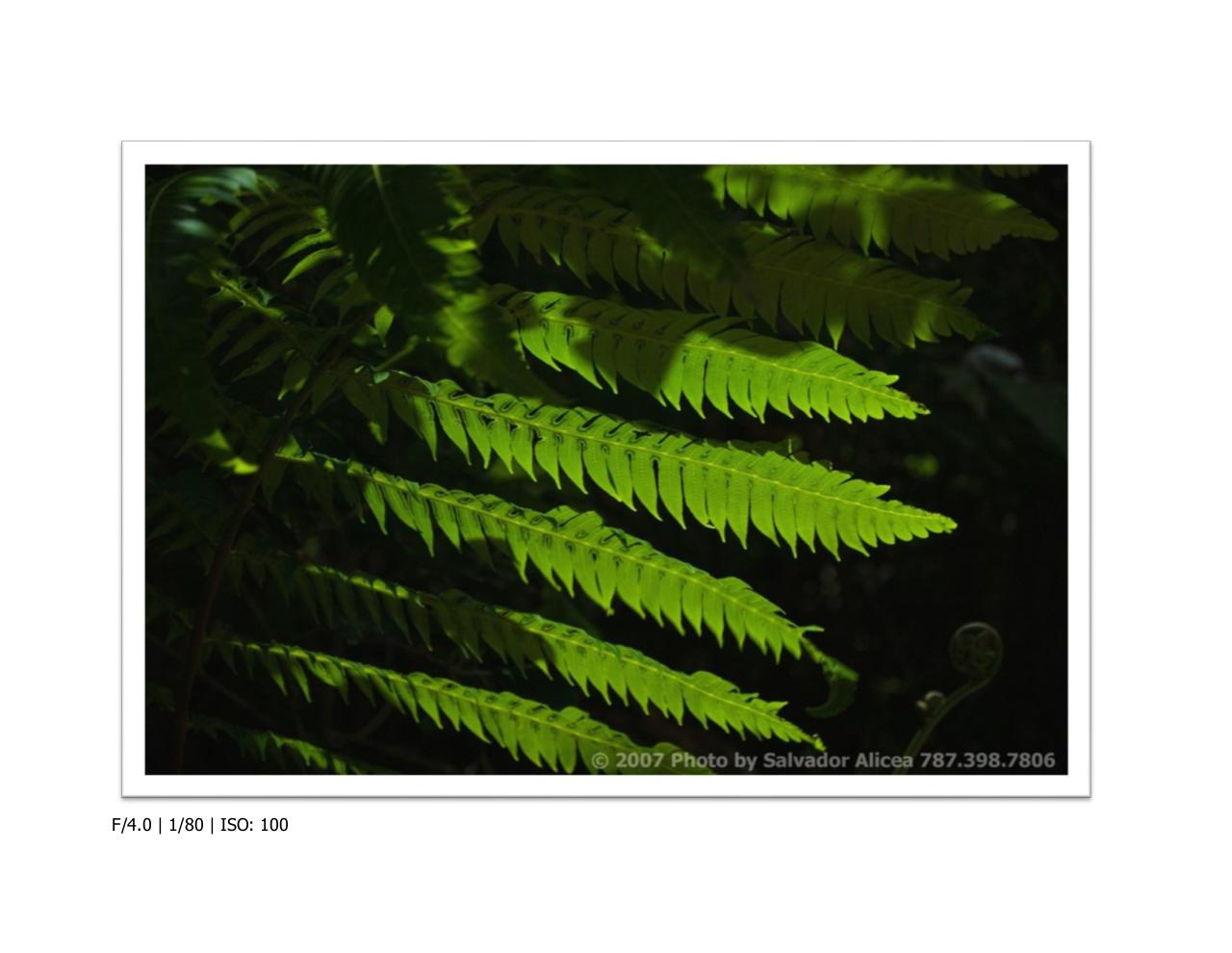 Vista previa del archivo PDF 7-pasos-edicion-1.pdf