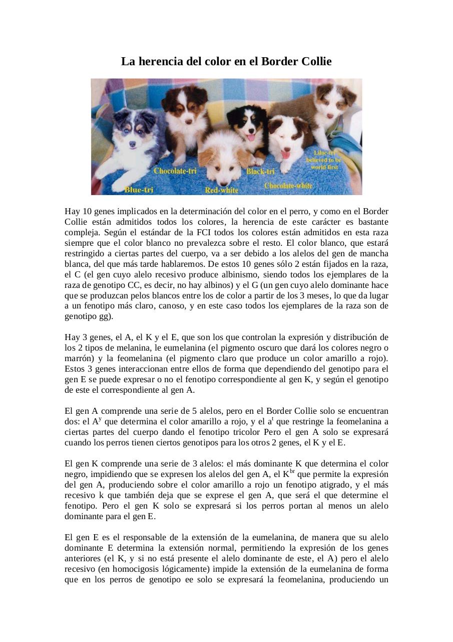 Vista previa del archivo PDF herencia-del-color-en-el-border-collie-para-legado.pdf