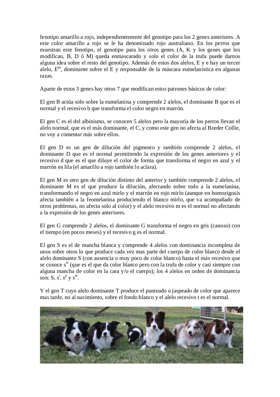 Vista previa del archivo PDF herencia-del-color-en-el-border-collie-para-legado.pdf