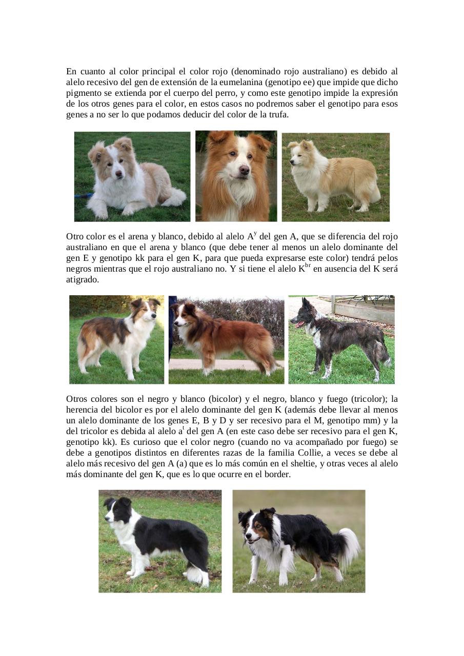 Vista previa del archivo PDF herencia-del-color-en-el-border-collie-para-legado.pdf