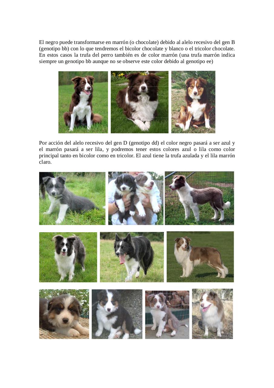 Vista previa del archivo PDF herencia-del-color-en-el-border-collie-para-legado.pdf