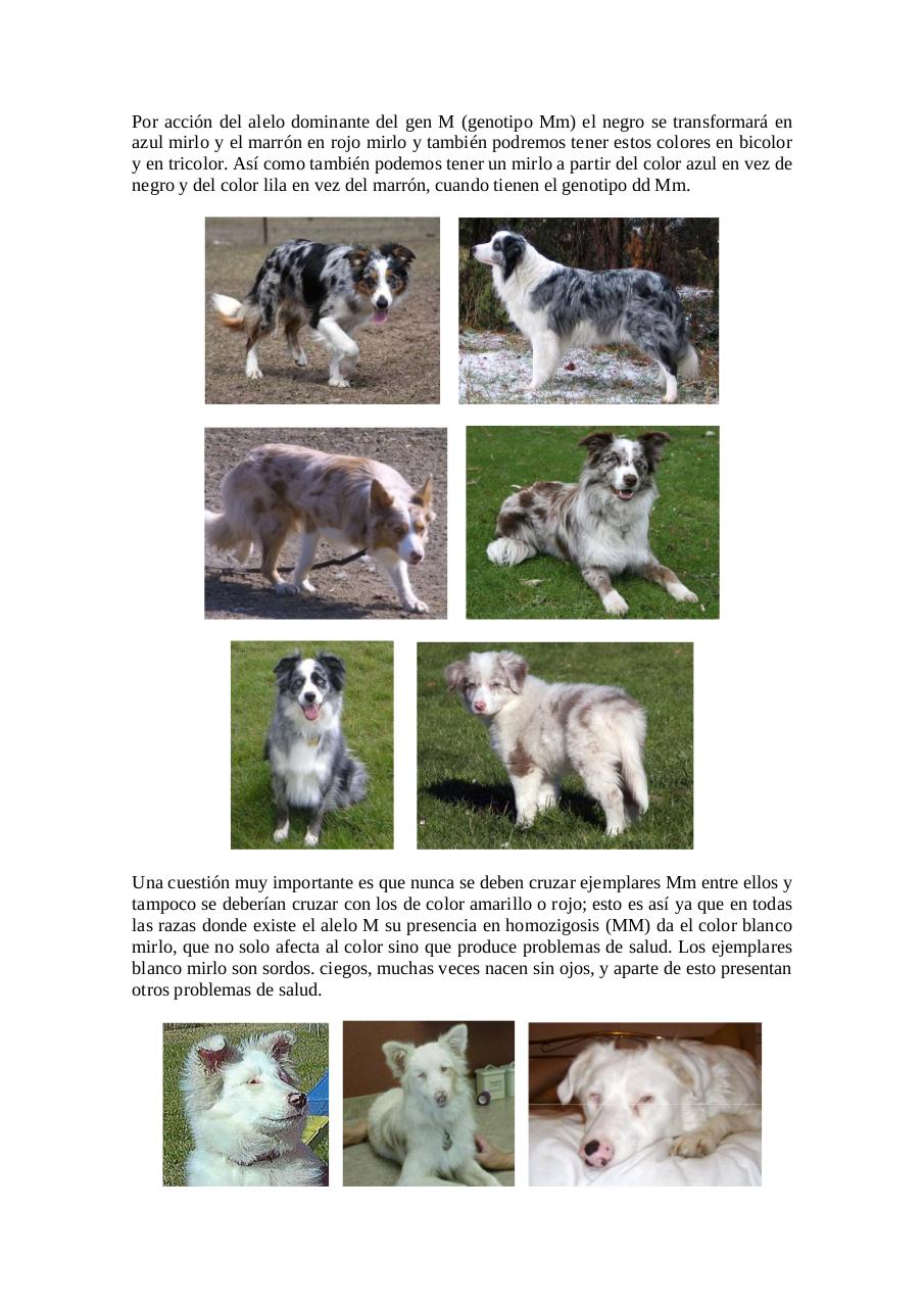 Vista previa del archivo PDF herencia-del-color-en-el-border-collie-para-legado.pdf