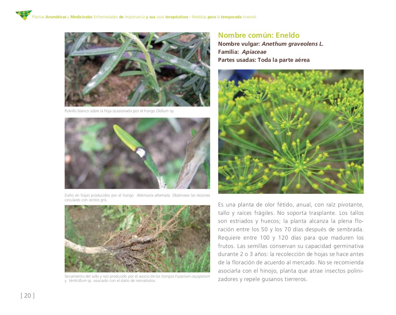 Vista previa del archivo PDF cartilla-aromatica-ica-baja-jun-6.pdf