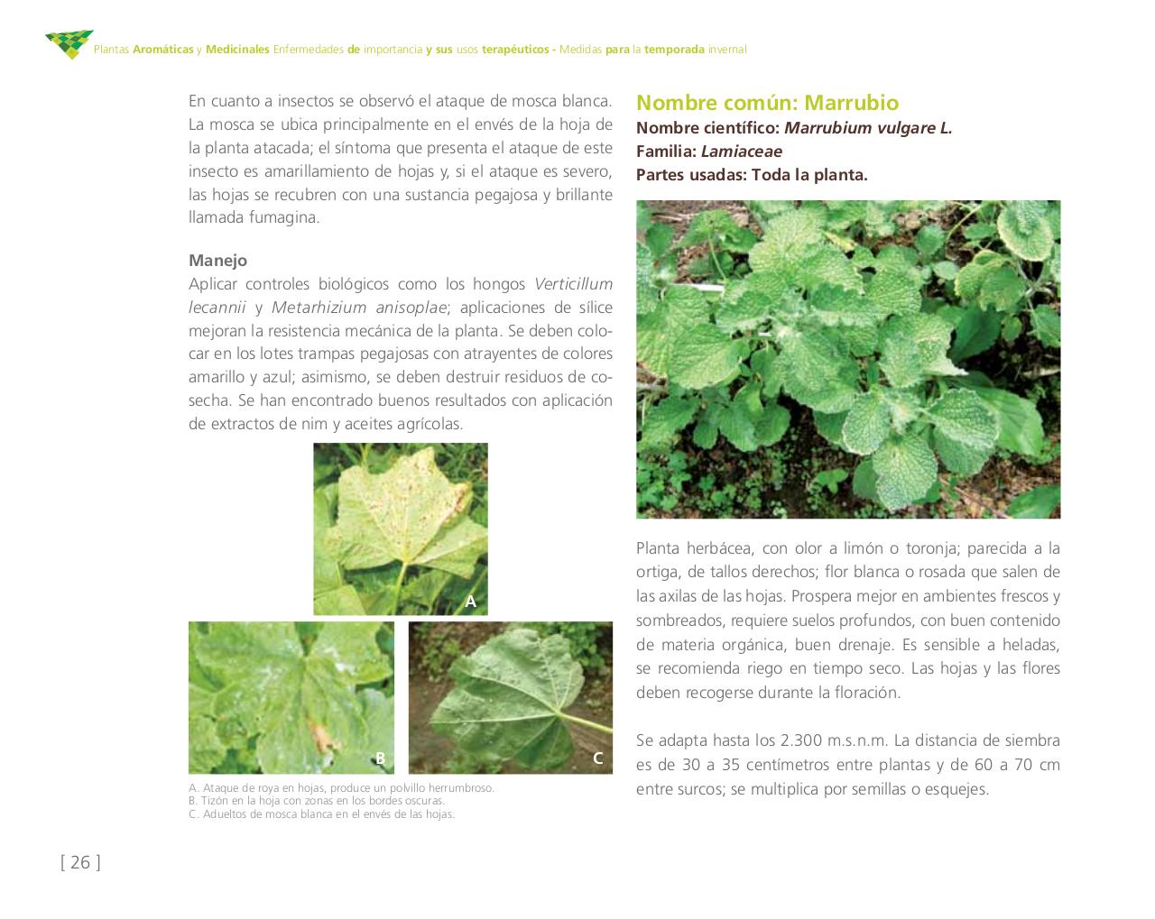 Vista previa del archivo PDF cartilla-aromatica-ica-baja-jun-6.pdf