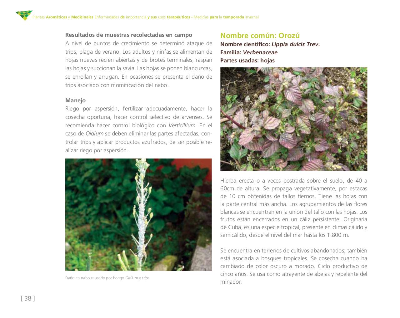 Vista previa del archivo PDF cartilla-aromatica-ica-baja-jun-6.pdf