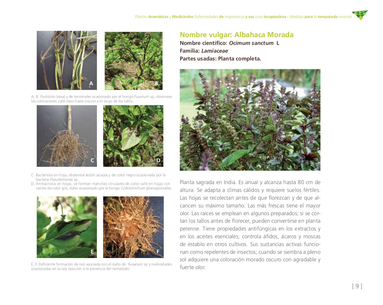 Vista previa del archivo PDF cartilla-aromatica-ica-baja-jun-6.pdf