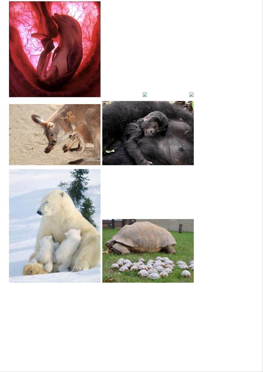 Vista previa del archivo PDF amor-de-madre-en-el-mundo-animal.pdf