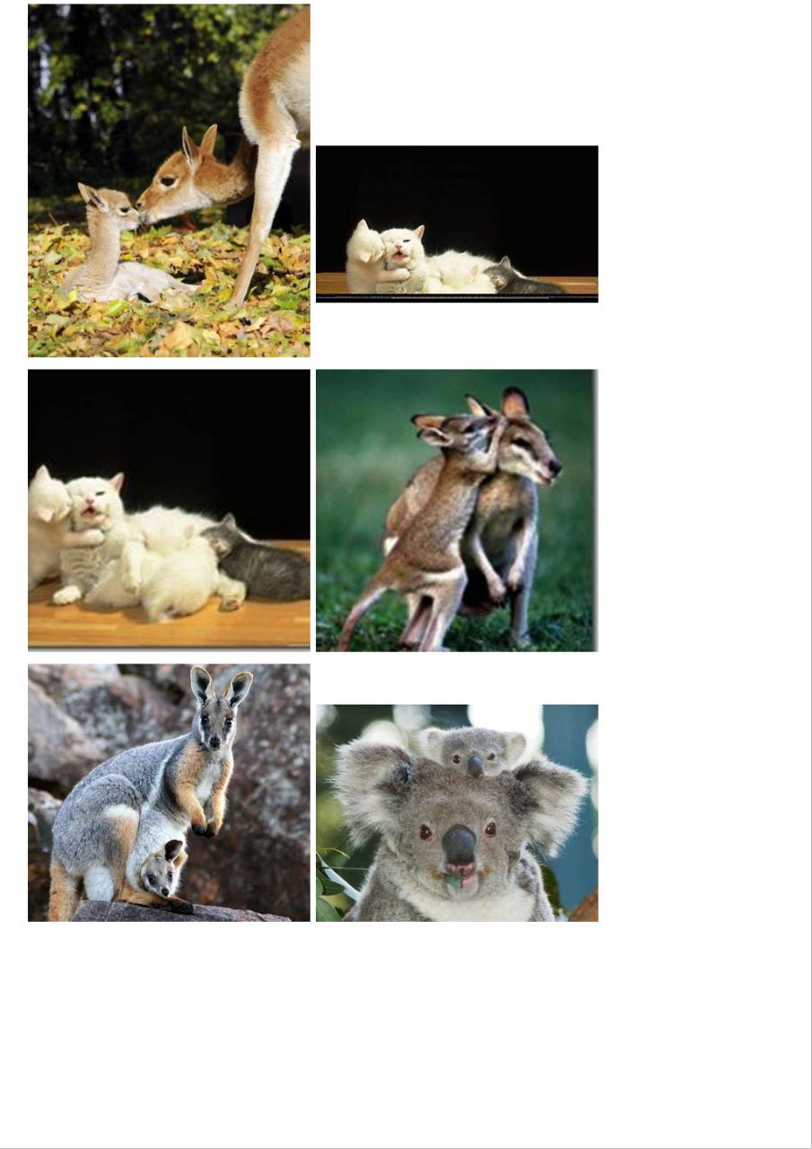 Vista previa del archivo PDF amor-de-madre-en-el-mundo-animal.pdf