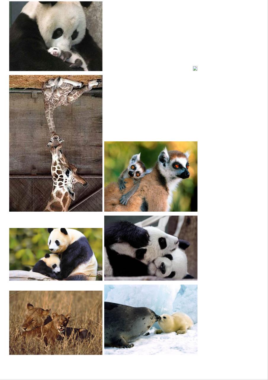 Vista previa del archivo PDF amor-de-madre-en-el-mundo-animal.pdf