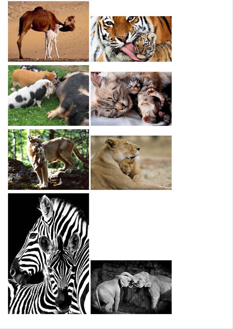 Vista previa del archivo PDF amor-de-madre-en-el-mundo-animal.pdf