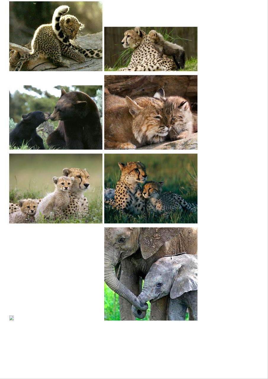 Vista previa del archivo PDF amor-de-madre-en-el-mundo-animal.pdf