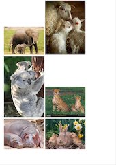 Amor de madre en el mundo animal.pdf - página 2/11