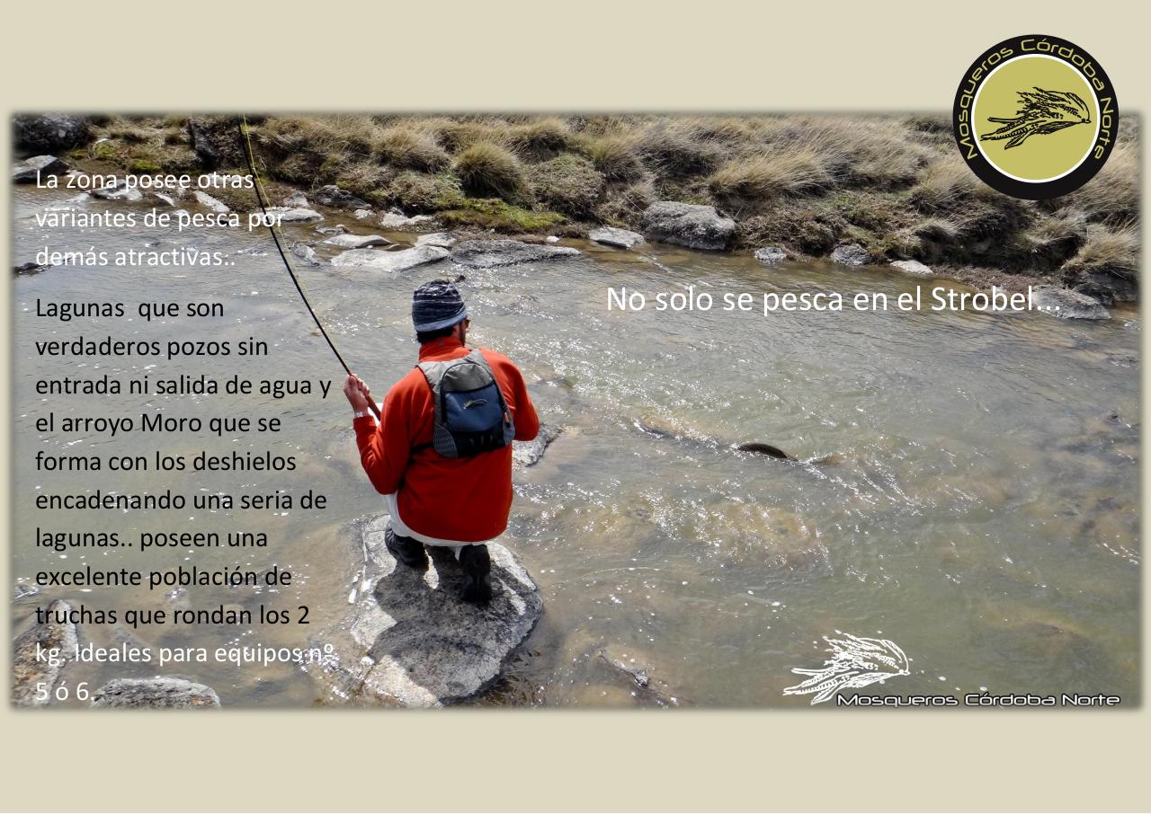 Vista previa del archivo PDF experiencia-strobel.pdf