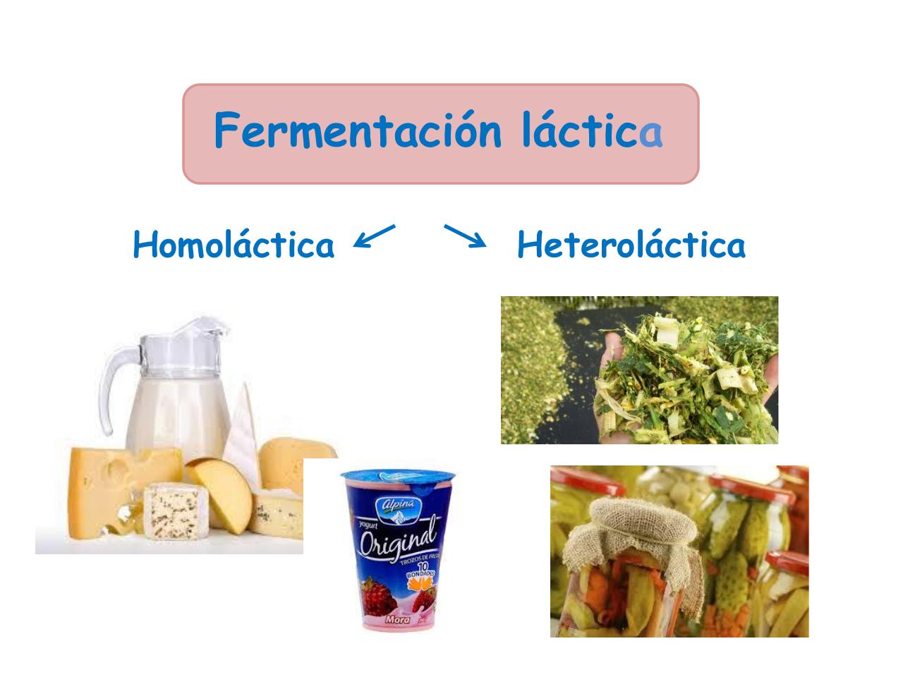 Vista previa del archivo PDF bacterias-lacticas-mariana.pdf