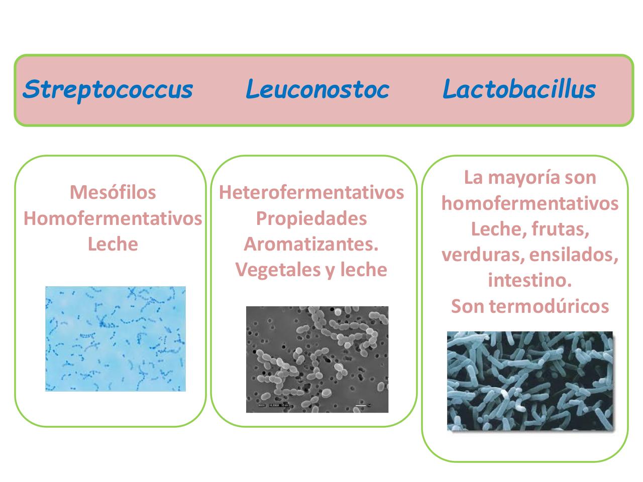 Vista previa del archivo PDF bacterias-lacticas-mariana.pdf