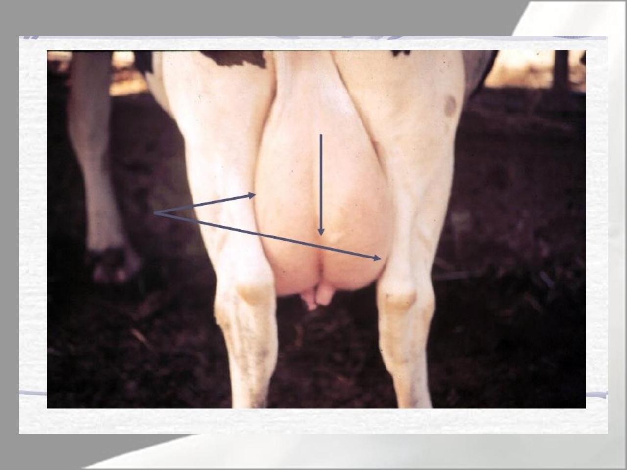 Vista previa del archivo PDF microbiologia-de-la-leche-pdf.pdf