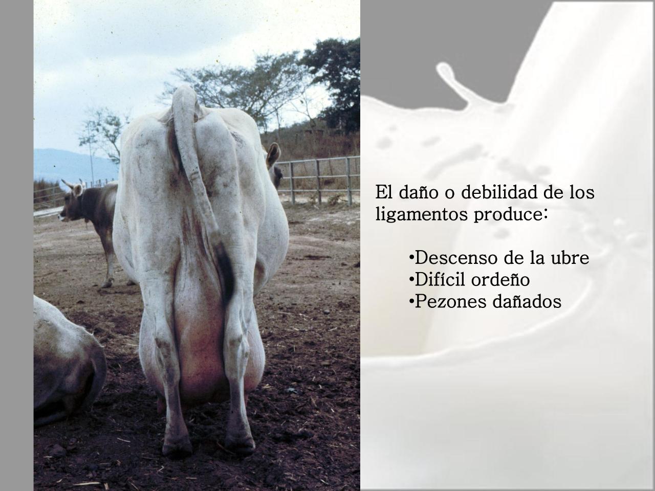 Vista previa del archivo PDF microbiologia-de-la-leche-pdf.pdf