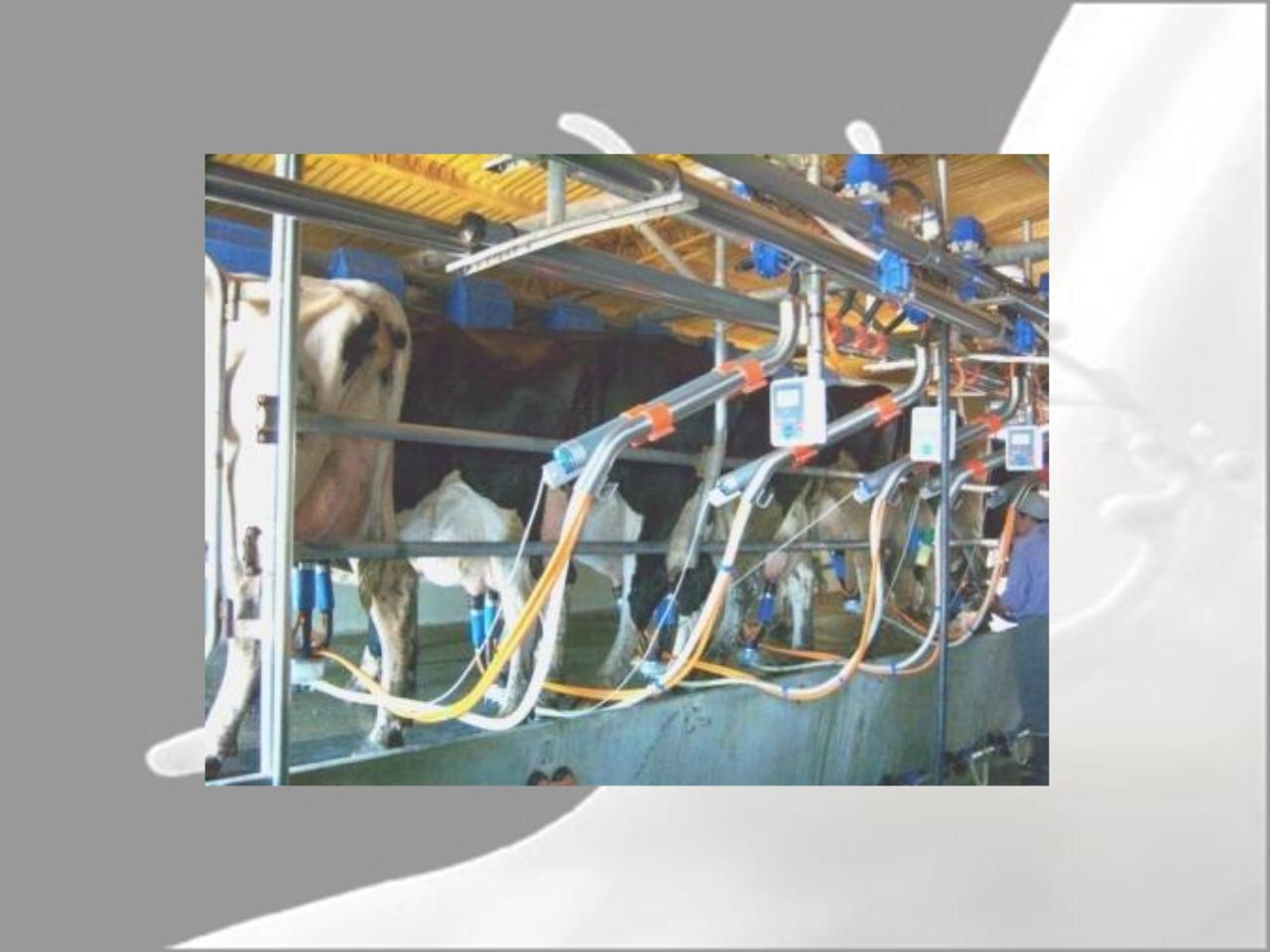 Vista previa del archivo PDF microbiologia-de-la-leche-pdf.pdf