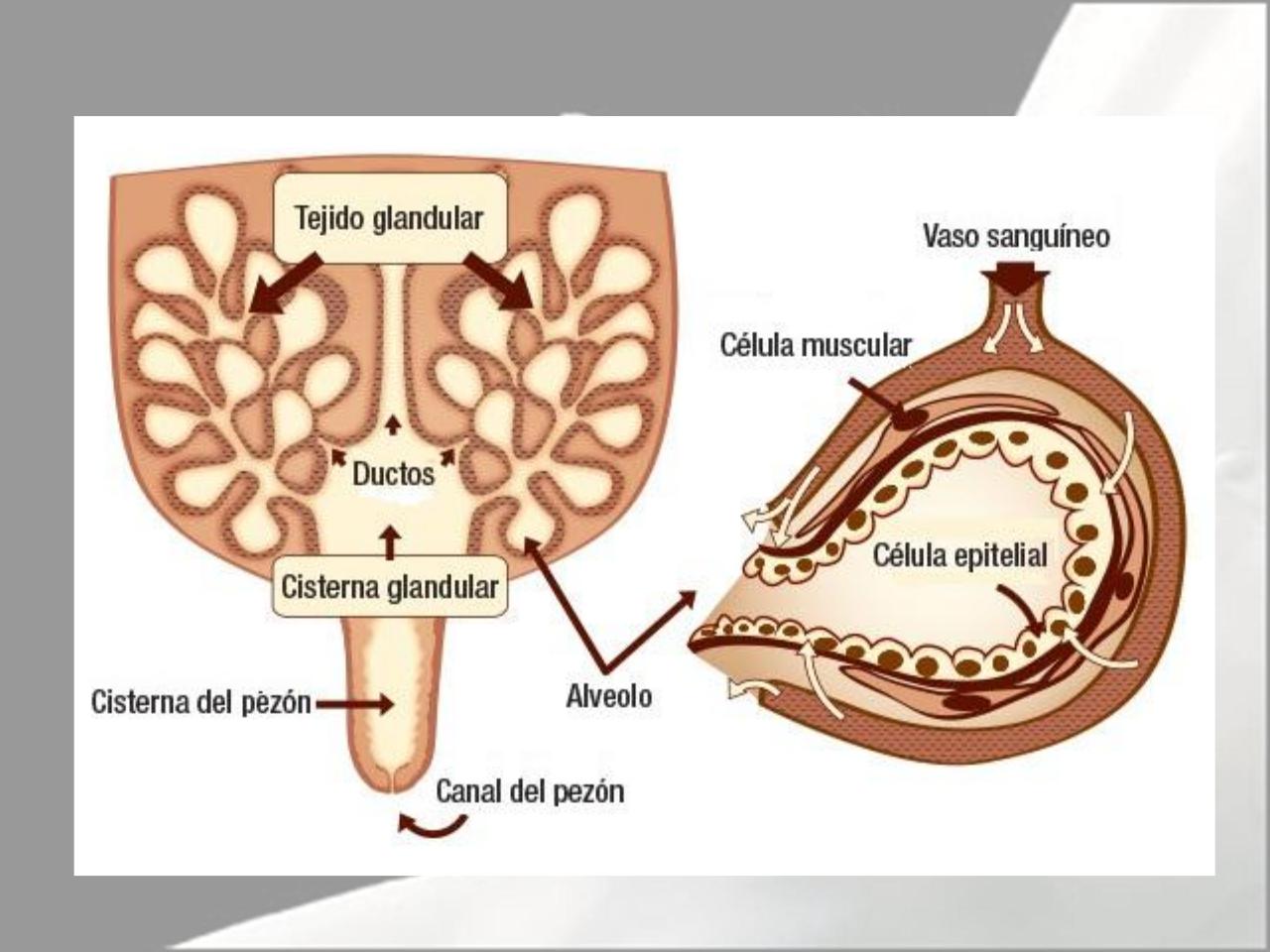 Vista previa del archivo PDF microbiologia-de-la-leche-pdf.pdf