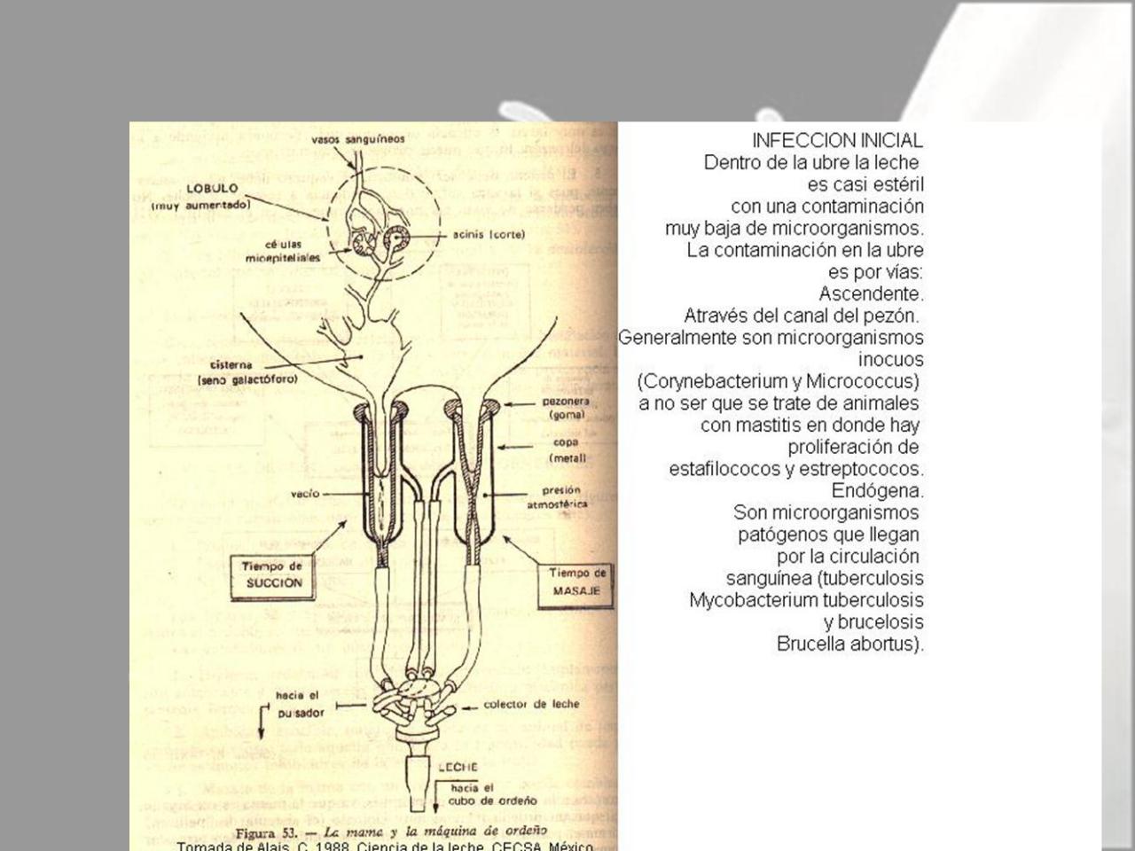Vista previa del archivo PDF microbiologia-de-la-leche-pdf.pdf