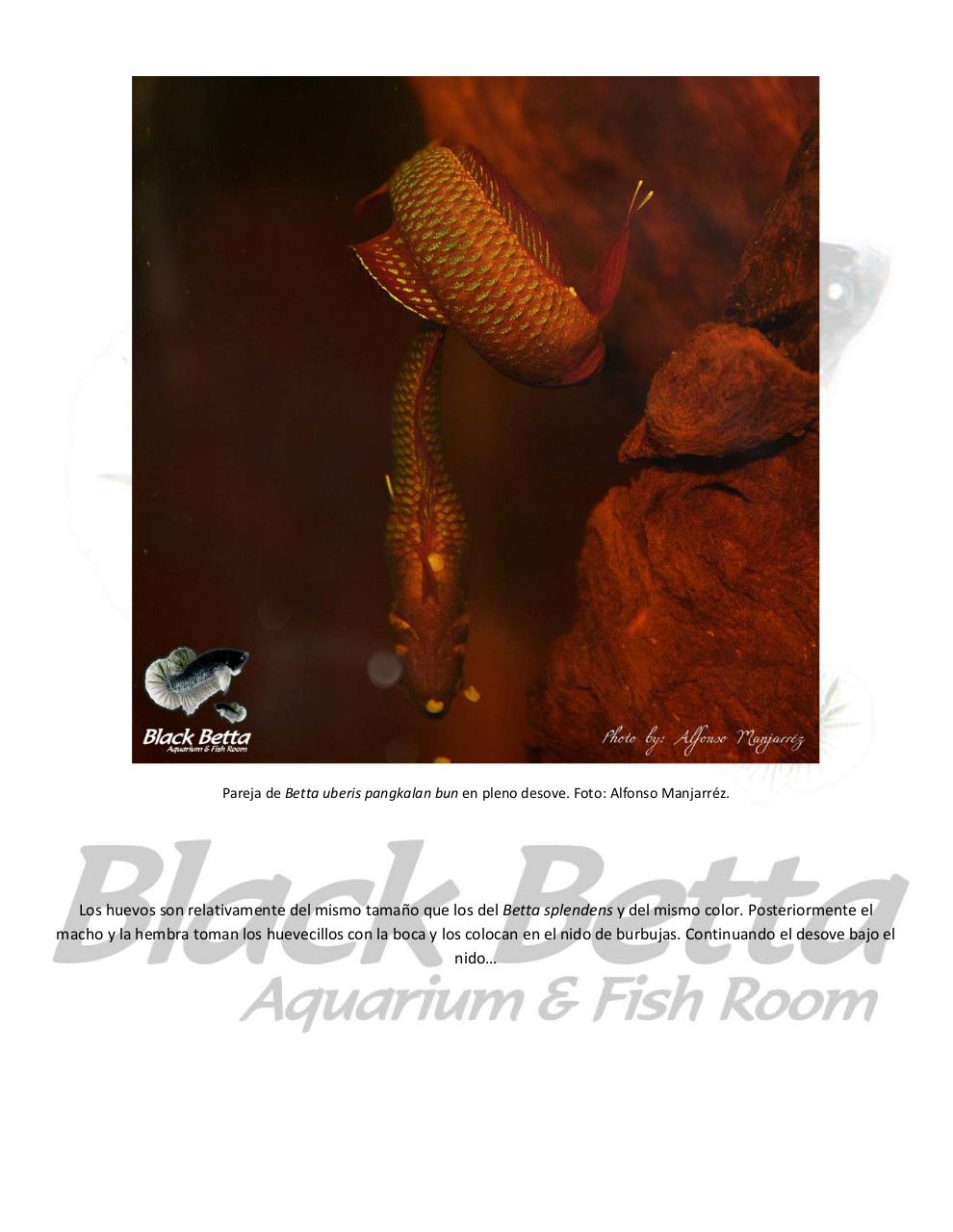 Vista previa del archivo PDF reproducci-n-del-betta-uberis-pangkalan-bun.pdf