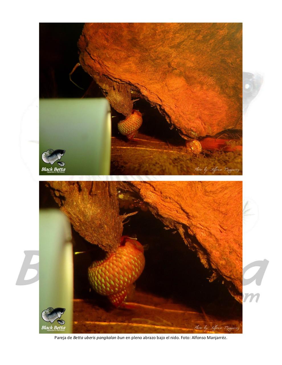 Vista previa del archivo PDF reproducci-n-del-betta-uberis-pangkalan-bun.pdf