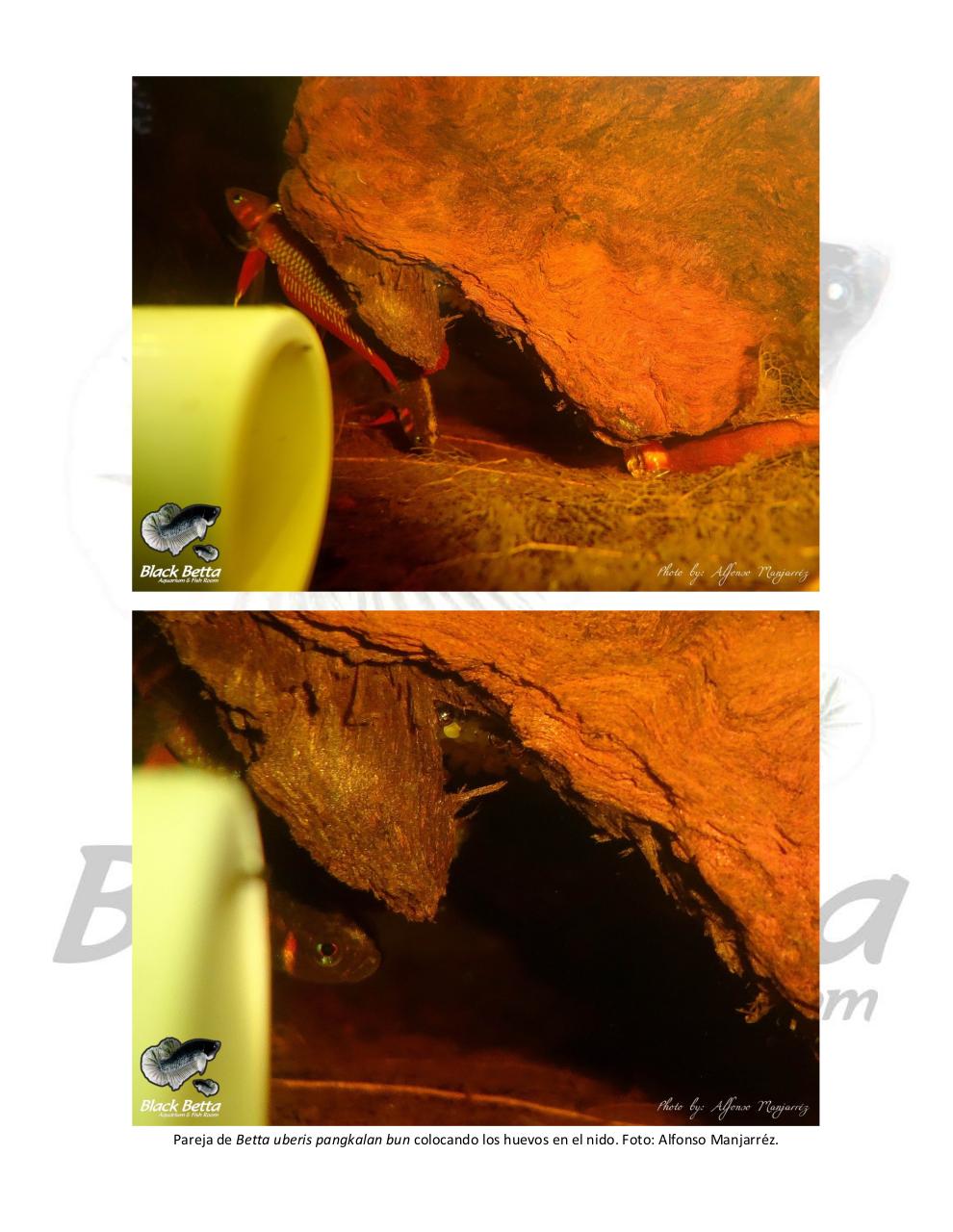 Vista previa del archivo PDF reproducci-n-del-betta-uberis-pangkalan-bun.pdf
