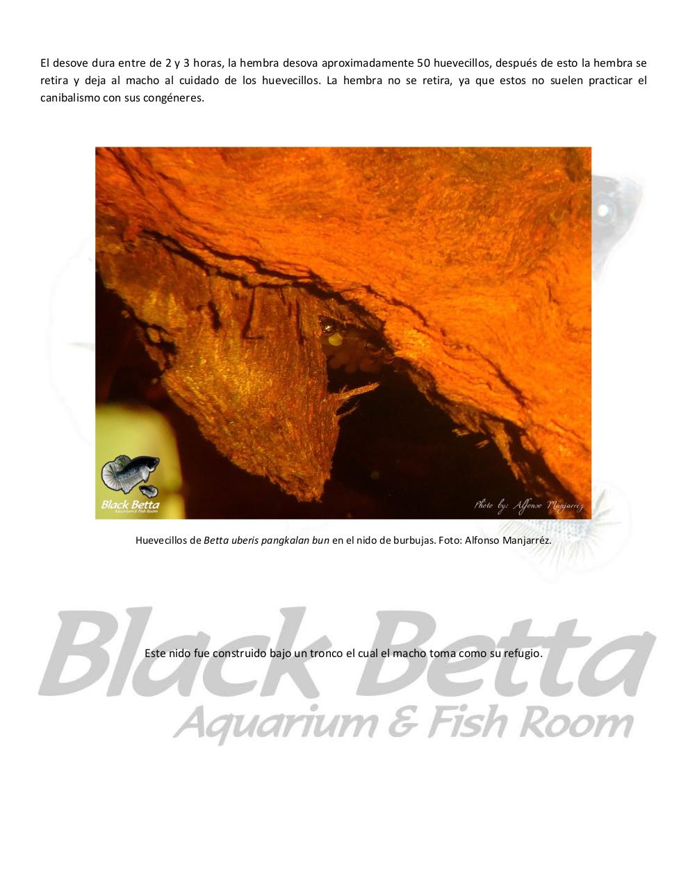 Vista previa del archivo PDF reproducci-n-del-betta-uberis-pangkalan-bun.pdf